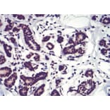 Immunohistochemistry - Anti-SAH Antibody from Arthus Biosystems (MA00307) - Antibodies.com