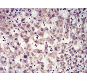 Immunohistochemistry - Anti-SAH Antibody from Arthus Biosystems (MA00308) - Antibodies.com