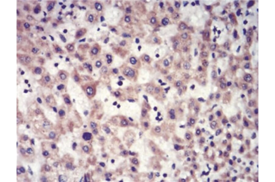 Immunohistochemistry - Anti-SAH Antibody from Arthus Biosystems (MA00308) - Antibodies.com