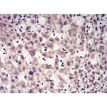 Immunohistochemistry - Anti-SAH Antibody from Arthus Biosystems (MA00308) - Antibodies.com