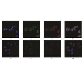 Immunofluorescence - Anti-SAH Antibody from Arthus Biosystems (MAF00301) - Antibodies.com