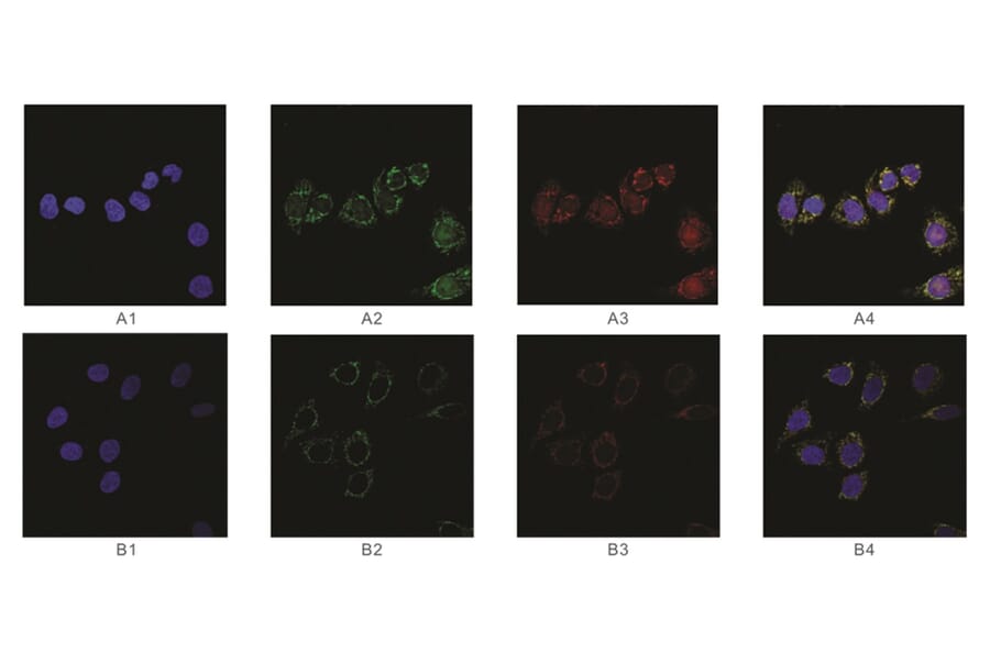 Immunofluorescence - Anti-SAH Antibody from Arthus Biosystems (MAF00301) - Antibodies.com