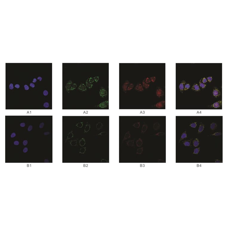 Immunofluorescence - Anti-SAH Antibody from Arthus Biosystems (MAF00301) - Antibodies.com