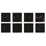 Immunofluorescence - Anti-SAH Antibody from Arthus Biosystems (MAF00301) - Antibodies.com