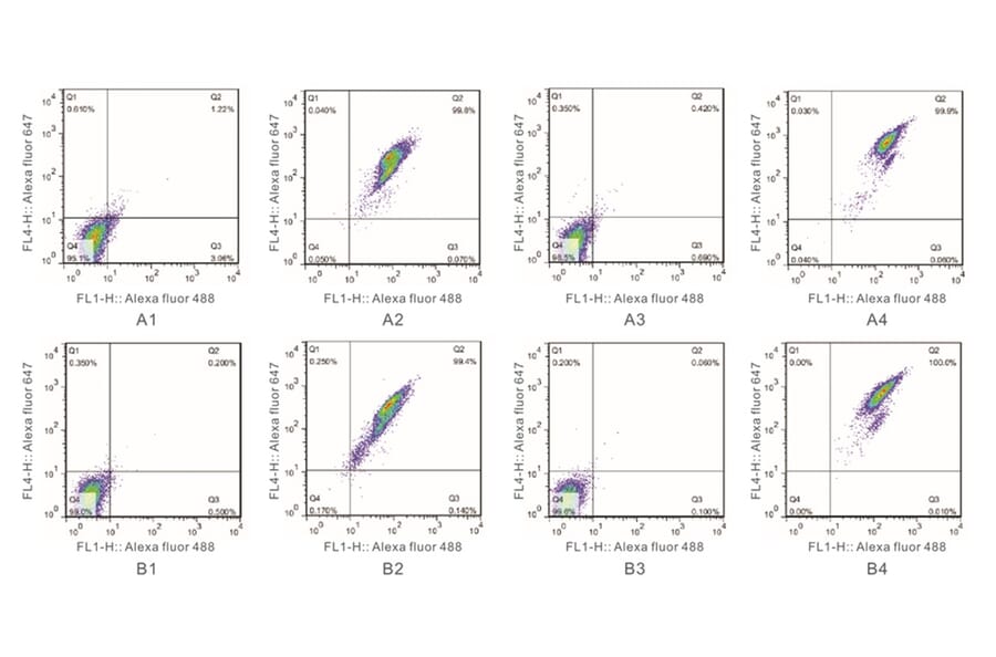 Flow Cytometry Control - Anti-SAH Antibody from Arthus Biosystems (MAF00301) - Antibodies.com
