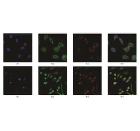 Immunofluorescence - Anti-SAH Antibody from Arthus Biosystems (MAF00302) - Antibodies.com