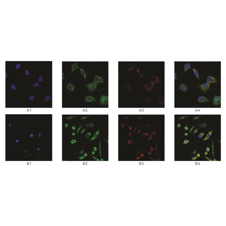 Immunofluorescence - Anti-SAH Antibody from Arthus Biosystems (MAF00302) - Antibodies.com