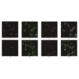 Immunofluorescence - Anti-SAH Antibody from Arthus Biosystems (MAF00302) - Antibodies.com