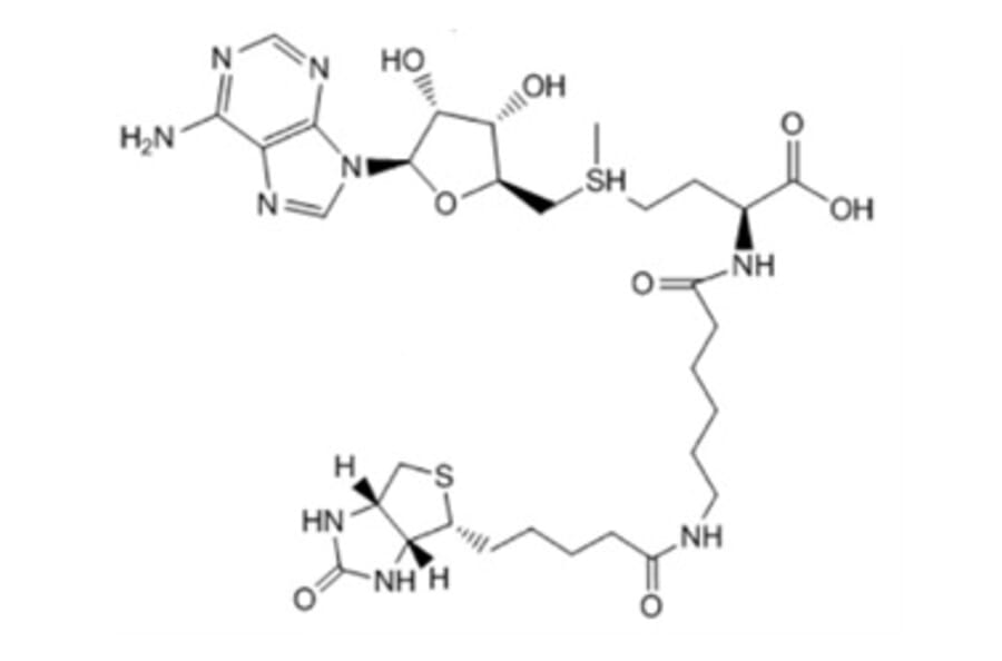 Chemical Structure - Bio-6C-SAM 1 from Arthus Biosystems (ACT00203) - Antibodies.com