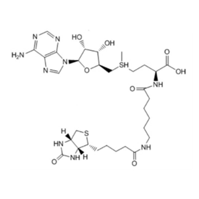 Chemical Structure - Bio-6C-SAM 1 from Arthus Biosystems (ACT00203) - Antibodies.com