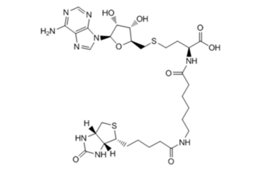 Chemical Structure - Bio-6C-SAH from Arthus Biosystems (ACT00303) - Antibodies.com
