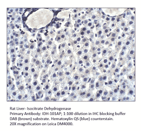 Anti-Isocitrate dehydrogenase Antibody from FabGennix (IDH-101AP) - Antibodies.com