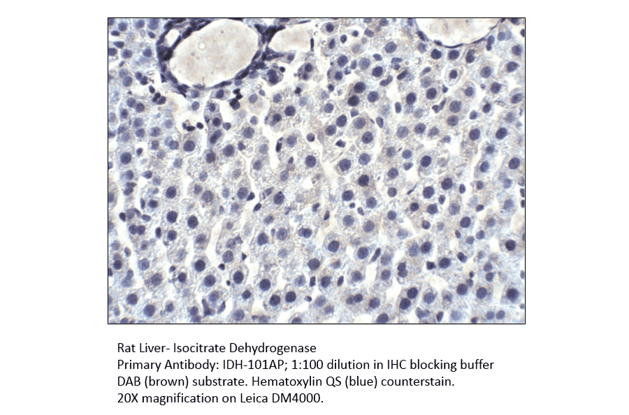 Anti-Isocitrate dehydrogenase Antibody from FabGennix (IDH-101AP) - Antibodies.com