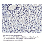 Anti-Isocitrate dehydrogenase Antibody from FabGennix (IDH-101AP) - Antibodies.com