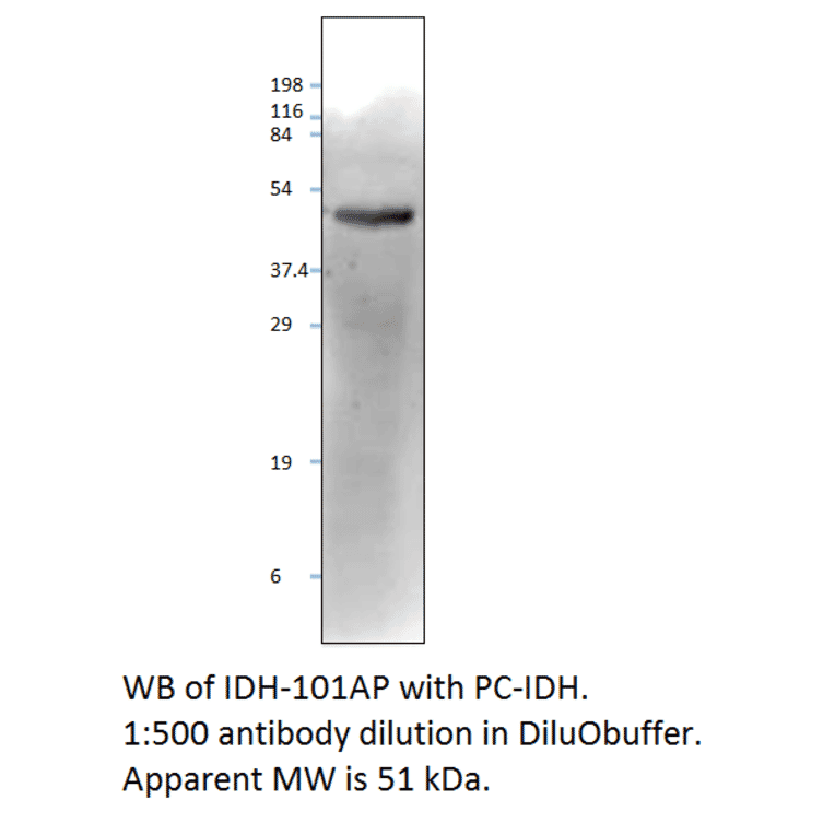 Anti-Isocitrate dehydrogenase Antibody from FabGennix (IDH-101AP) - Antibodies.com