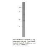 Anti-SHISA9 isoform X2 Antibody from FabGennix (CKAMP44AB-112AP) - Antibodies.com