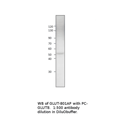 Anti-Glucose Transporter 8 Antibody from FabGennix (GLUT8-801AP) - Antibodies.com