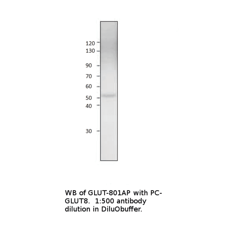 Anti-Glucose Transporter 8 Antibody from FabGennix (GLUT8-801AP) - Antibodies.com