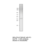 Anti-Glucose Transporter 8 Antibody from FabGennix (GLUT8-801AP) - Antibodies.com