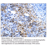 Anti-GTP cyclohydrolase 1 Antibody from FabGennix (GTPCH1-112AP) - Antibodies.com