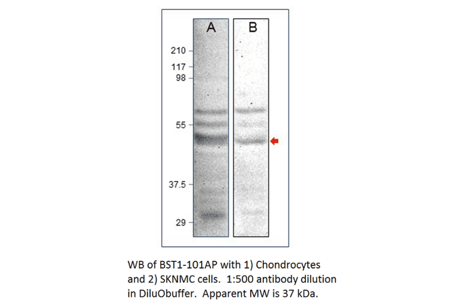 Anti-Bone marrow stromal cell antigen 1 Antibody from FabGennix (BST1-101AP) - Antibodies.com