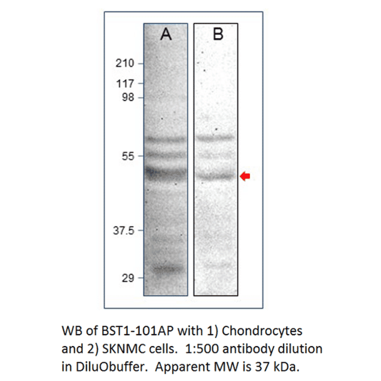 Anti-Bone marrow stromal cell antigen 1 Antibody from FabGennix (BST1-101AP) - Antibodies.com