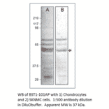 Anti-Bone marrow stromal cell antigen 1 Antibody from FabGennix (BST1-101AP) - Antibodies.com