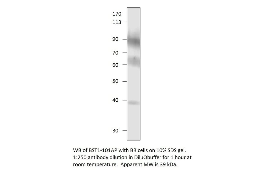 Anti-Bone marrow stromal cell antigen 1 Antibody from FabGennix (BST1-101AP) - Antibodies.com