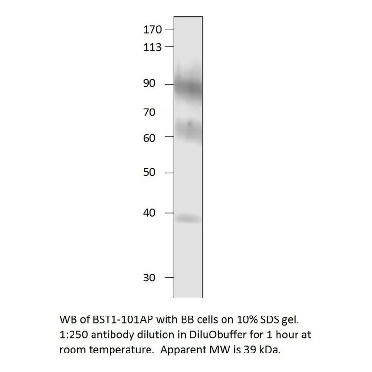 Anti-Bone marrow stromal cell antigen 1 Antibody from FabGennix (BST1-101AP) - Antibodies.com