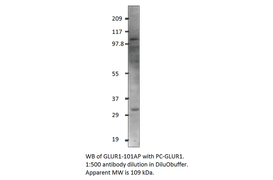Anti-Glutamate Receptor 1 Antibody from FabGennix (GLUR1-101AP) - Antibodies.com
