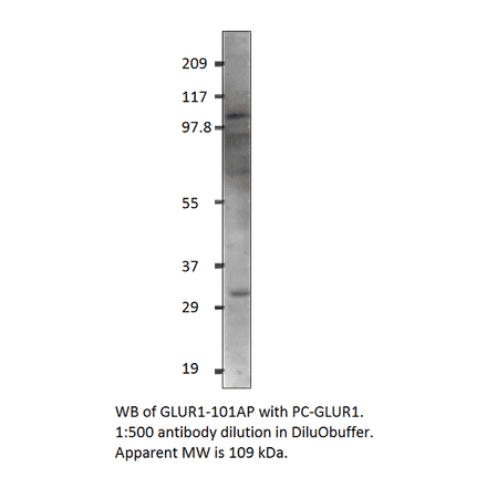 Anti-Glutamate Receptor 1 Antibody from FabGennix (GLUR1-101AP) - Antibodies.com