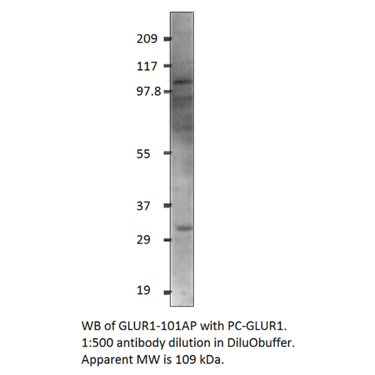Anti-Glutamate Receptor 1 Antibody from FabGennix (GLUR1-101AP) - Antibodies.com