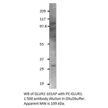 Anti-Glutamate Receptor 1 Antibody from FabGennix (GLUR1-101AP) - Antibodies.com