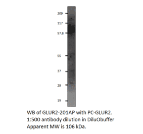 Anti-Glutamate Receptor 2 Antibody from FabGennix (GLUR2-201AP) - Antibodies.com