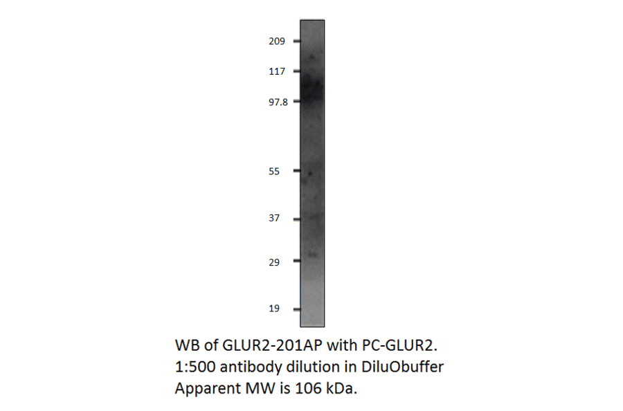 Anti-Glutamate Receptor 2 Antibody from FabGennix (GLUR2-201AP) - Antibodies.com