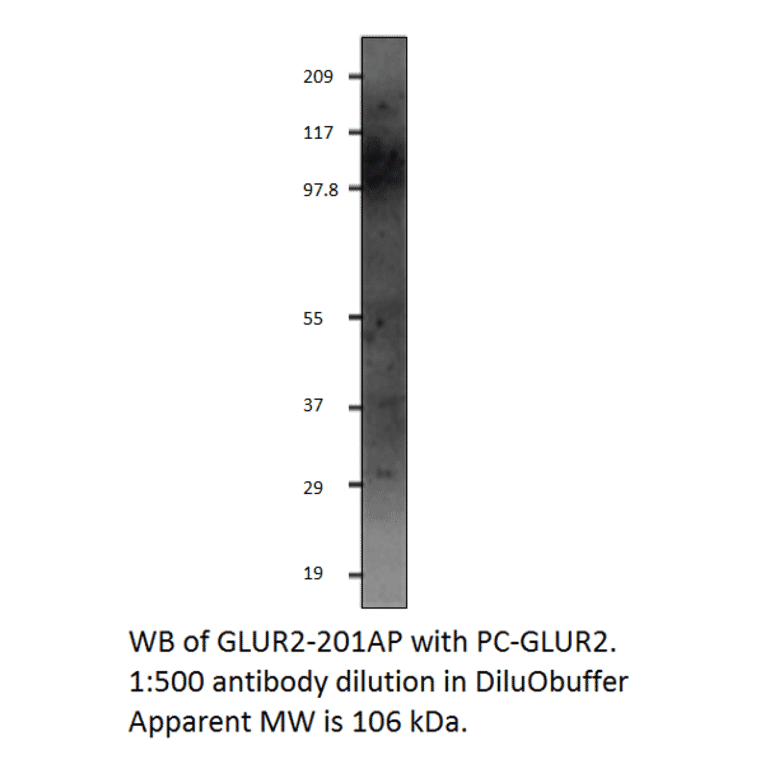 Anti-Glutamate Receptor 2 Antibody from FabGennix (GLUR2-201AP) - Antibodies.com
