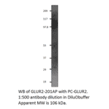 Anti-Glutamate Receptor 2 Antibody from FabGennix (GLUR2-201AP) - Antibodies.com