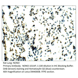 Anti-nmt55 / NONO / p54nrb Antibody from FabGennix (NONO-101AP) - Antibodies.com