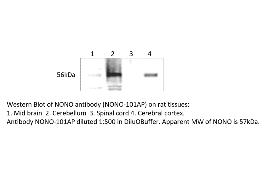 Anti-nmt55 / NONO / p54nrb Antibody from FabGennix (NONO-101AP) - Antibodies.com
