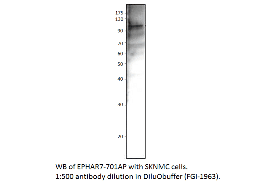 Anti-Ephrin Receptor A7 Antibody from FabGennix (EPHAR7-701AP) - Antibodies.com
