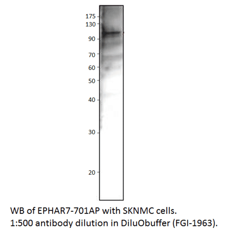 Anti-Ephrin Receptor A7 Antibody from FabGennix (EPHAR7-701AP) - Antibodies.com