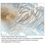 Anti-Ephrin Receptor A7 Antibody from FabGennix (EPHAR7-701AP) - Antibodies.com