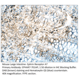 Anti-Ephrin Receptor A7 Antibody from FabGennix (EPHAR7-701AP) - Antibodies.com