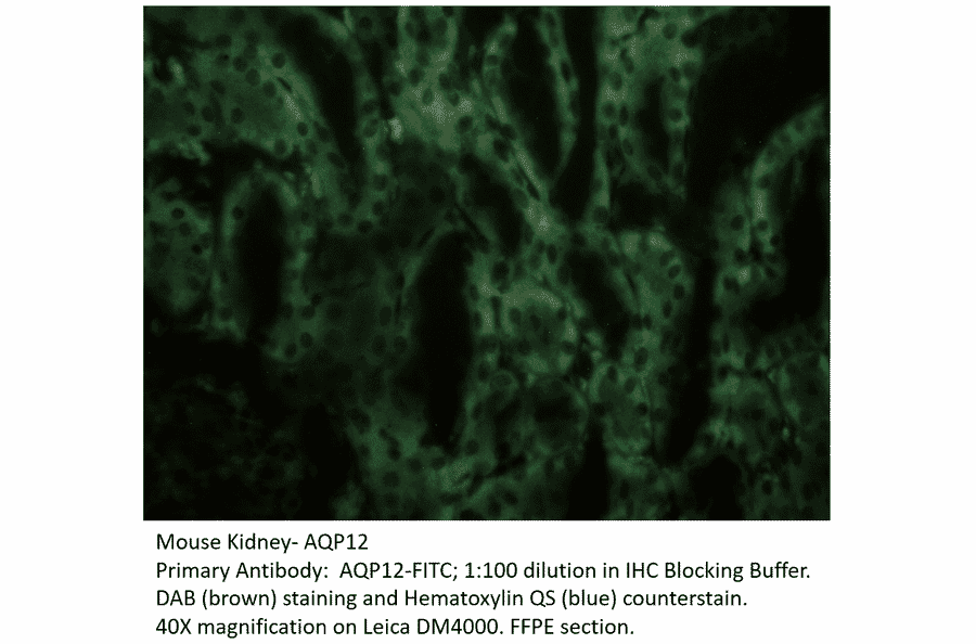 Anti-Aquaporin 12 Antibody (FITC) from FabGennix (AQP12-FITC) - Antibodies.com