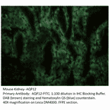 Anti-Aquaporin 12 Antibody (FITC) from FabGennix (AQP12-FITC) - Antibodies.com