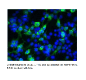Anti-Bestrophin Antibody (FITC) (A52470) - Antibodies.com