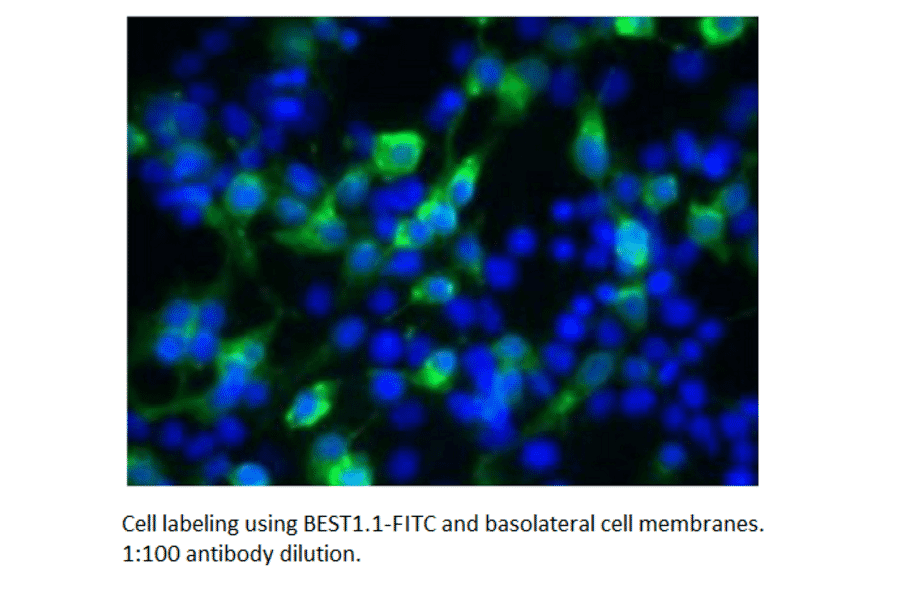 Anti-Bestrophin Antibody (FITC) (A52470) - Antibodies.com