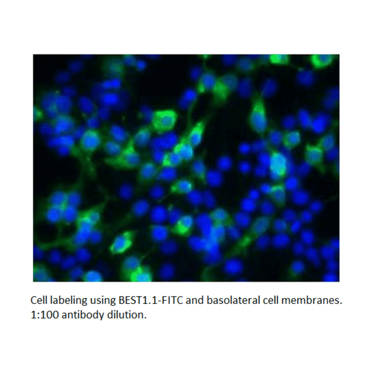 Anti-Bestrophin Antibody (FITC) (A52470) - Antibodies.com