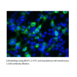 Anti-Bestrophin Antibody (FITC) (A52470) - Antibodies.com