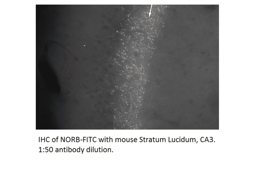 Anti-Neurochondrin Antibody (FITC) from FabGennix (NORB-FITC) - Antibodies.com